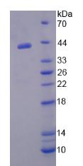 Figure 2. SDS-PAGE