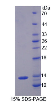 Figure 1. SDS-PAGE