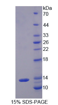 Figure 1. SDS-PAGE