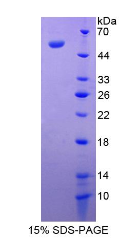 Figure 1. SDS-PAGE