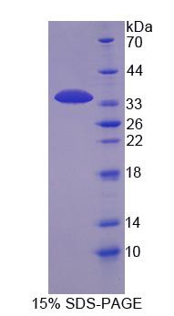 Figure 1. SDS-PAGE