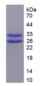 Figure 1. SDS-PAGE