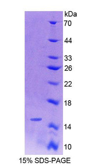 Figure 1. SDS-PAGE