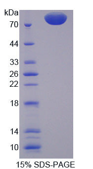 Figure 1. SDS-PAGE