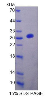 Figure 1. SDS-PAGE