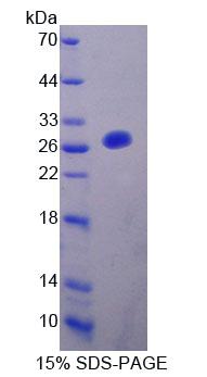 Figure 1. SDS-PAGE