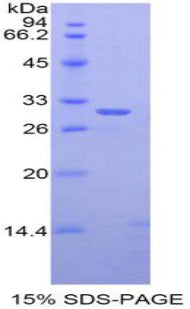 Figure 1. SDS-PAGE