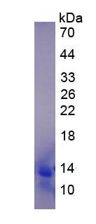 Figure 3. SDS-PAGE
