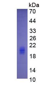Figure 2. SDS-PAGE