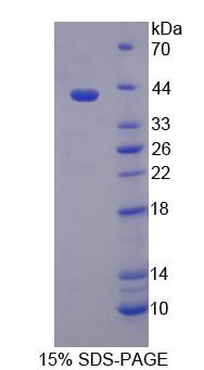 Figure 1. SDS-PAGE