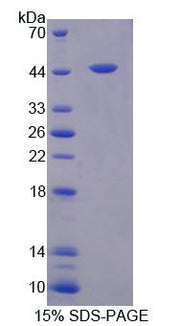 Figure 1. SDS-PAGE
