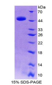 Figure 1. SDS-PAGE