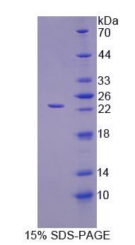 Figure 1. SDS-PAGE
