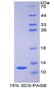 Figure 1. SDS-PAGE