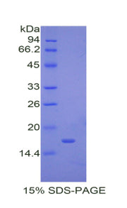 Figure 1. SDS-PAGE