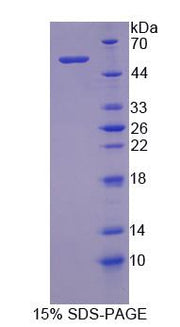 Figure 1. SDS-PAGE