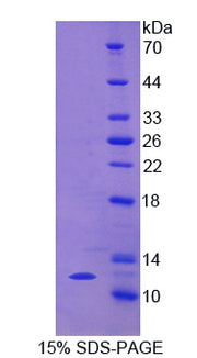 Figure 1. SDS-PAGE