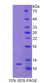 Figure 1. SDS-PAGE