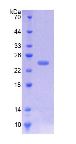 Figure 1. SDS-PAGE