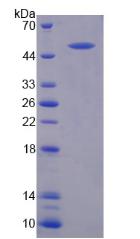 Figure 2. SDS-PAGE