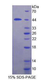 Figure 1. SDS-PAGE