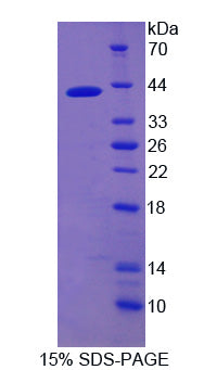 Figure 1. SDS-PAGE