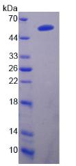 Figure 2. SDS-PAGE