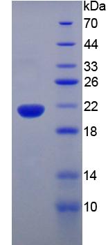 Mouse Tumor Necrosis Factor Alpha (TNFa), Active Protein