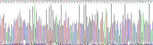 Mouse Insulin (INS), Active Protein