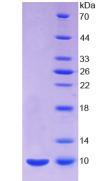Mouse Insulin (INS), Active Protein