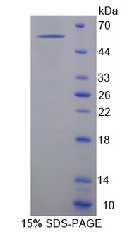 Figure 1. SDS-PAGE