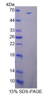 Figure 1. SDS-PAGE