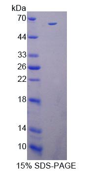 Figure 1. SDS-PAGE