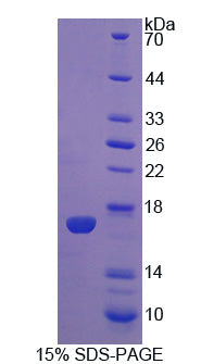 Figure 1. SDS-PAGE