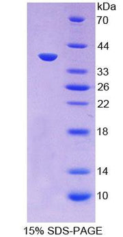 Figure 1. SDS-PAGE