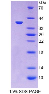 Figure 1. SDS-PAGE