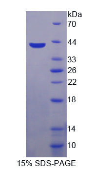Figure 1. SDS-PAGE