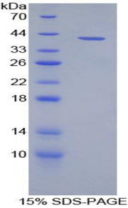 Figure 1. SDS-PAGE
