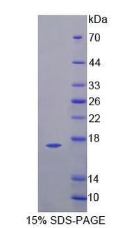 Figure 1. SDS-PAGE