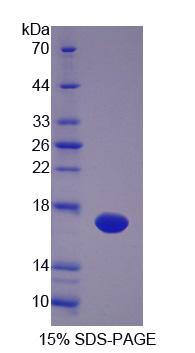 Figure 1. SDS-PAGE