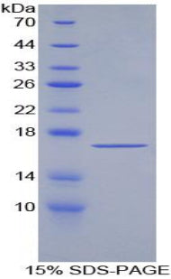 Figure 1. SDS-PAGE