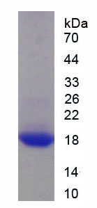 Figure 1. SDS-PAGE