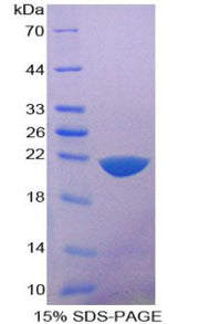 Figure 1. SDS-PAGE