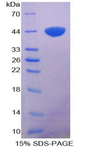 Figure 1. SDS-PAGE