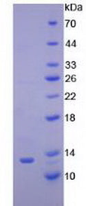 Figure 2. SDS-PAGE