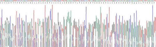 Recombinant Mouse Granzyme A (GZMA)