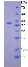 Figure 3. SDS-PAGE