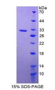 Figure 1. SDS-PAGE