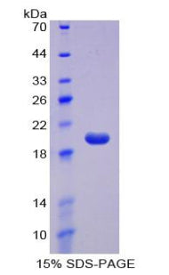 Figure 1. SDS-PAGE