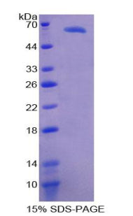 Figure 1. SDS-PAGE